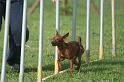 RoryAgility (6)